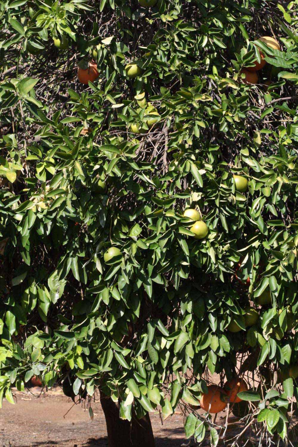            Habit (Riverside, CA)   